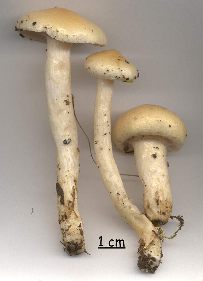 Hygrophorus gliocyclus